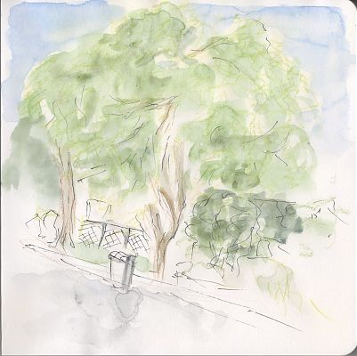 A line and wash sketch of two trees on the edge of a street. In the bottom portion of the sketch there is a garbage bin on the street, and a cross-framed fence bordering a yard. The foliage of the trees are delineated in watercolor wash rather than ink.