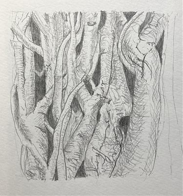 pencil drawing of ivy stems around an oak tree