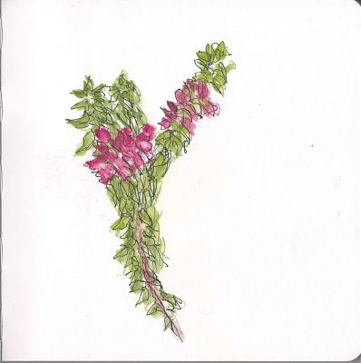 A line and wash sketch of a branch of bougainvillea in flower. 