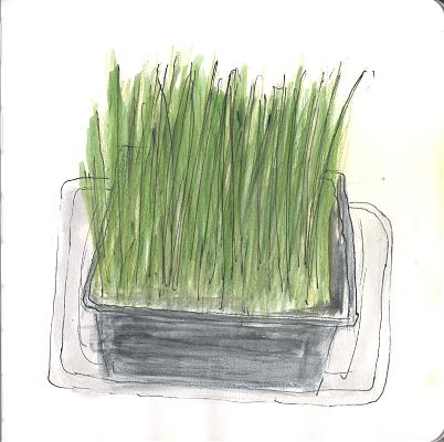 A line and wash sketch of young grass shoots growing in a square plastic container. 