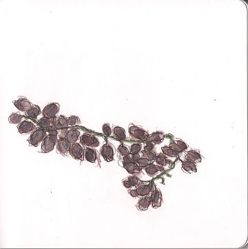 A line and wash sketch of a bunch of purple grapes. 