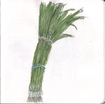 A line and wash sketch of a bunch of scallions. 