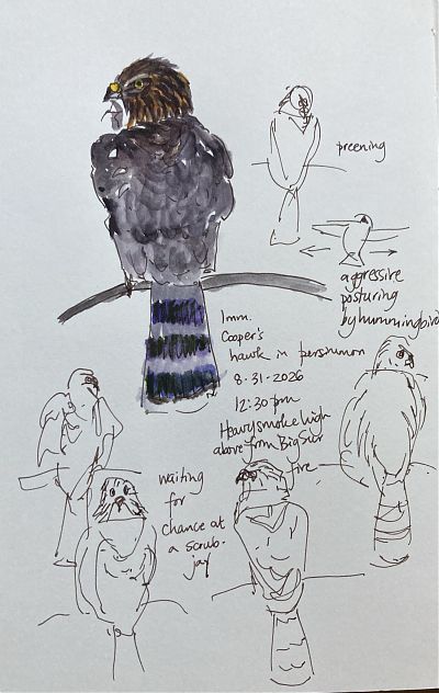 pen and wash drawings of young Cooper's hawk
